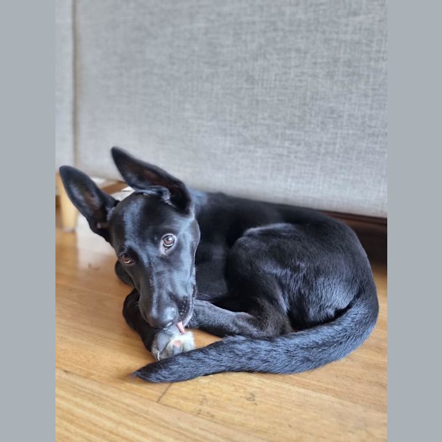 Photo of Daisy