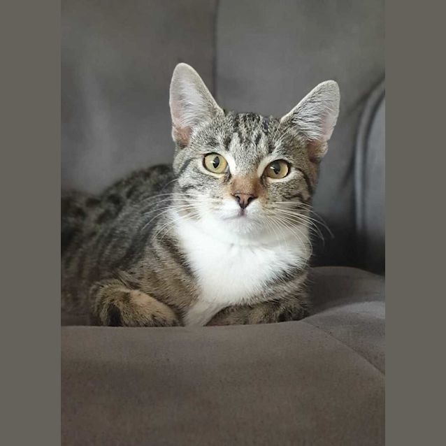 Photo of Jalapeno