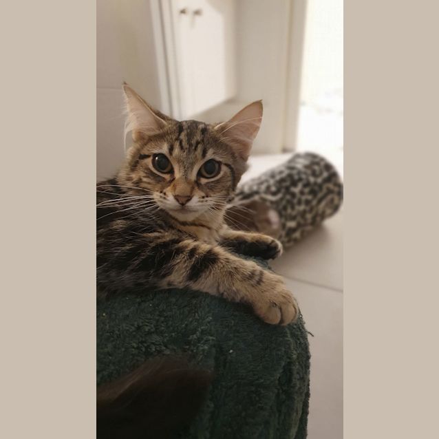 Photo of Artemis Wasabi Rose