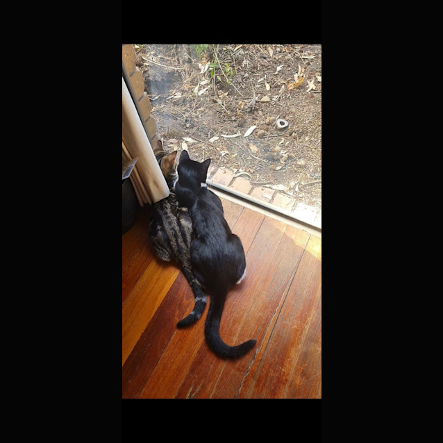 Photo of Theodore & Jinx