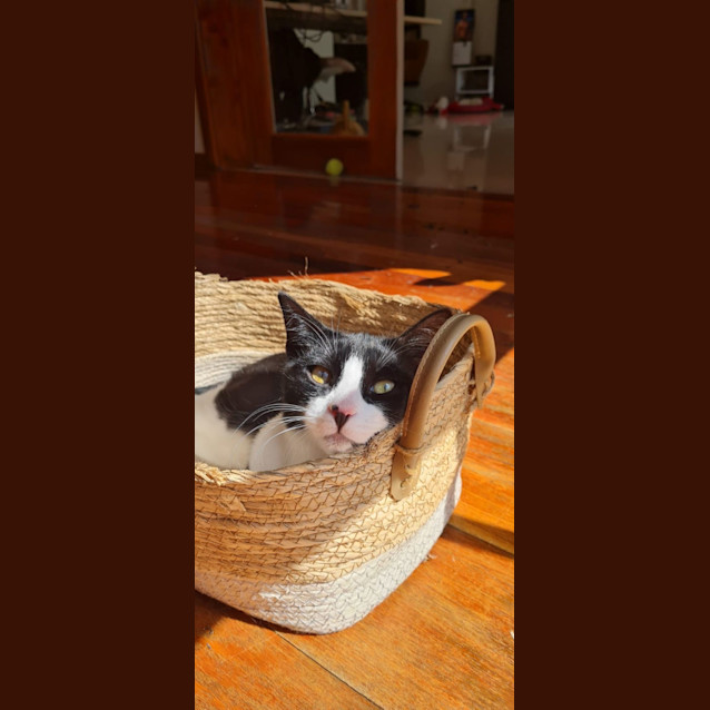 Photo of Theodore & Jinx