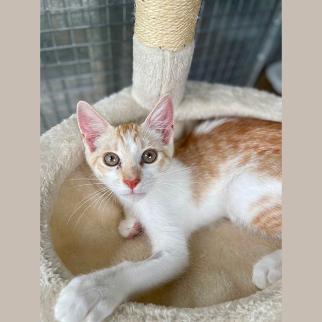 Photo of Chip & Dale