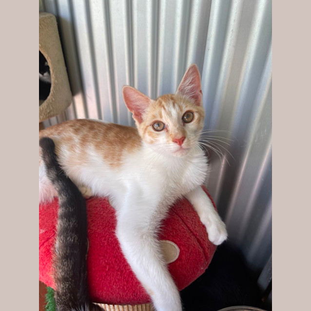 Photo of Chip & Dale