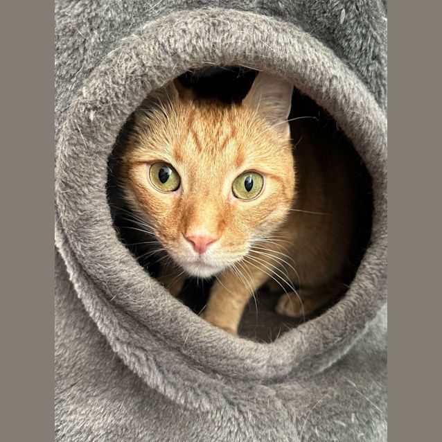 Photo of Cinder