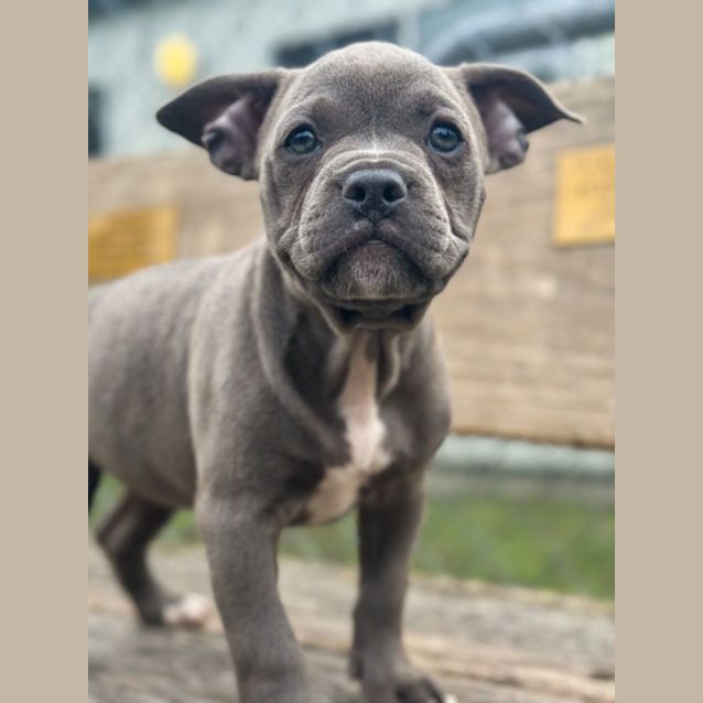 Photo of Bug