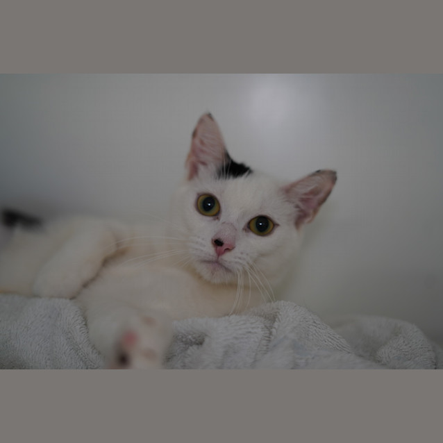 Photo of Pippa