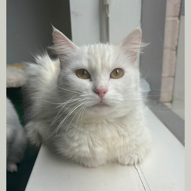 Photo of 🩷 Daisy 🌼 