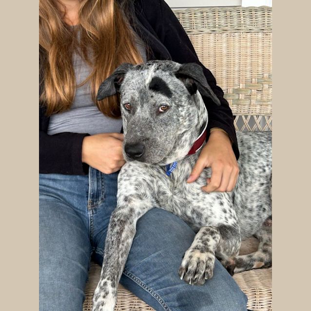 Photo of Velcro   2 Year Old Cattle Dog X (Trial)