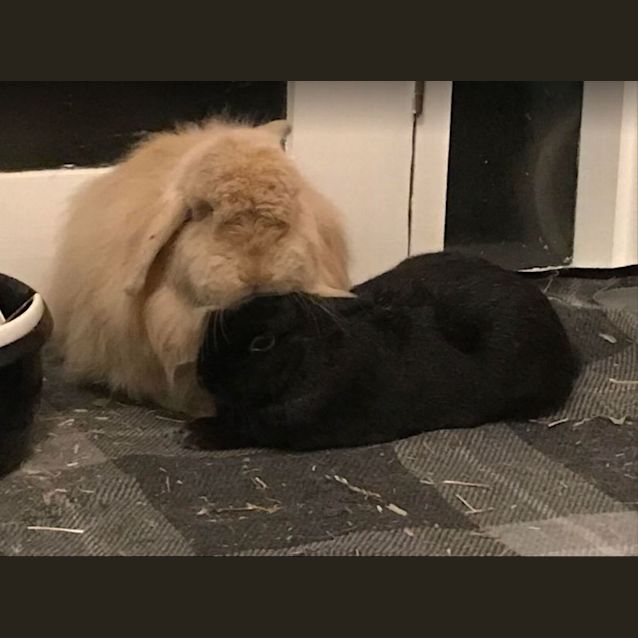 Photo of Posy / Cookie