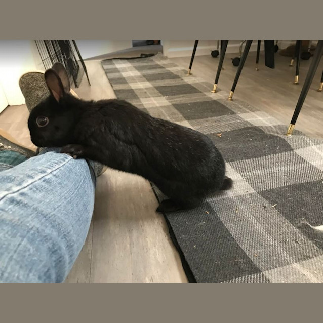 Photo of Posy / Cookie