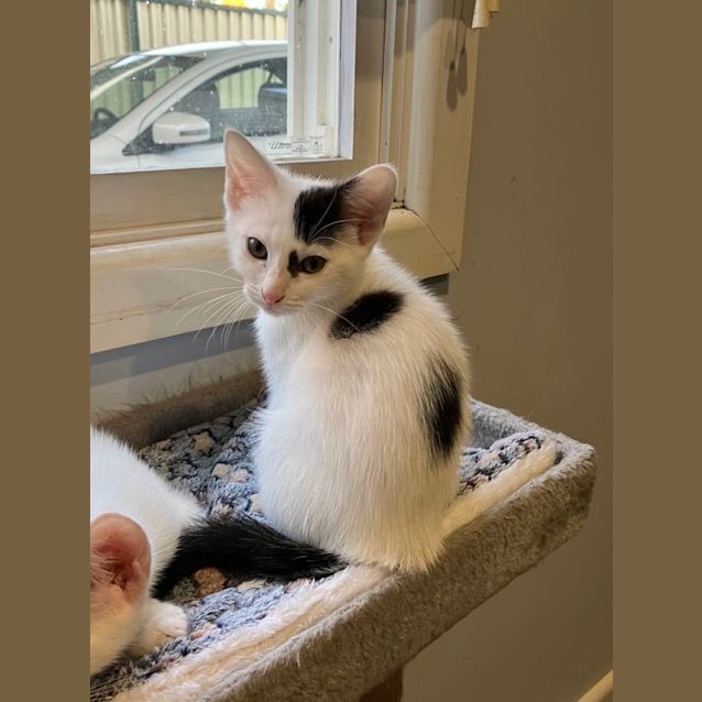 Photo of Juno