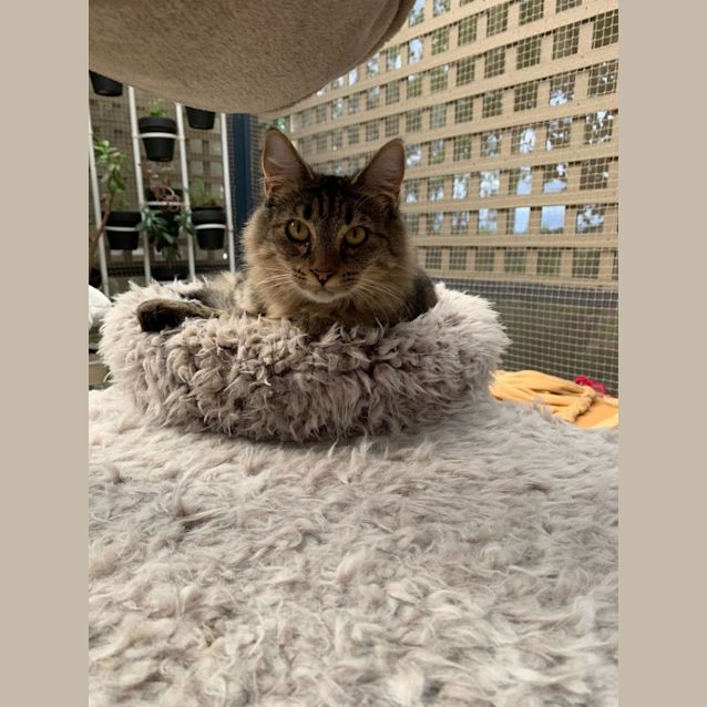 Photo of Whiskers