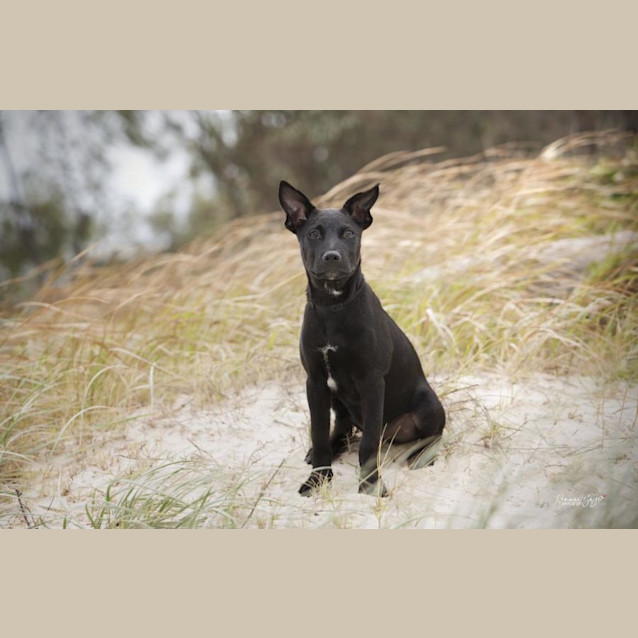 Photo of Onyx