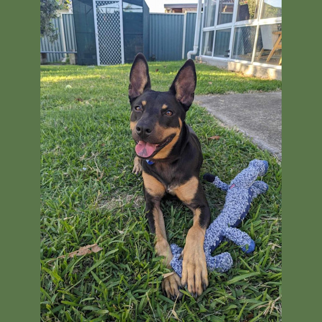 Photo of Stormi   2 Year Old  (Trial)