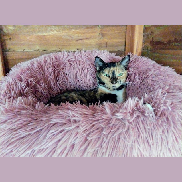 Photo of Queen Eliza Puss