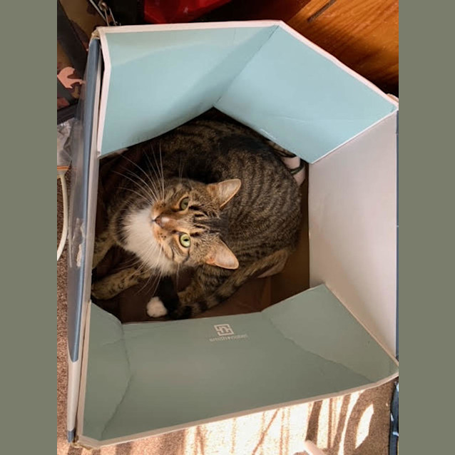 Photo of Brooklyn (Formerly Edwardo)