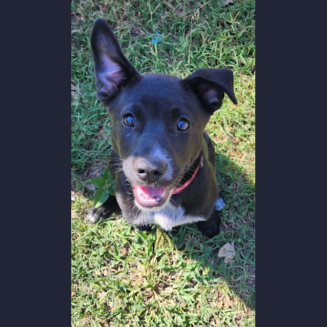 Photo of Shadow   12 Week Old Cattle Dog X Kelpie (Trial)