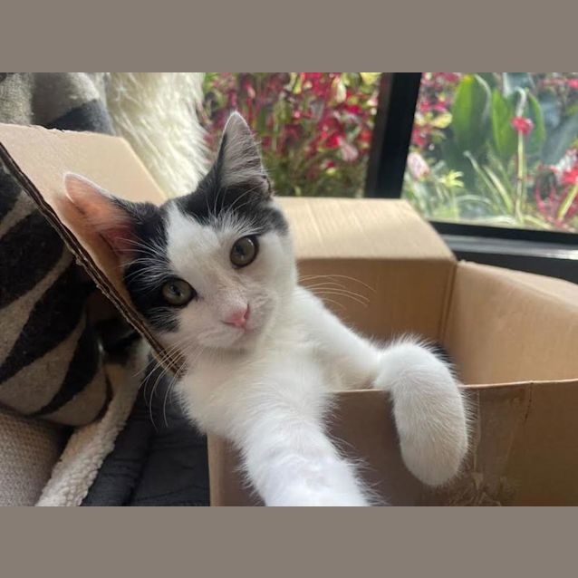 Photo of Nibbles