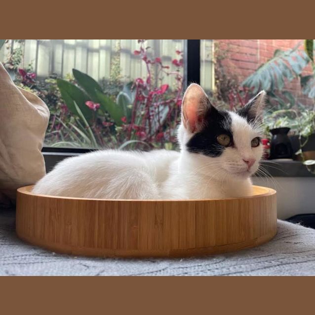 Photo of Nibbles