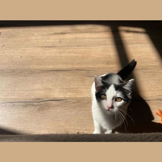 Photo of Nibbles
