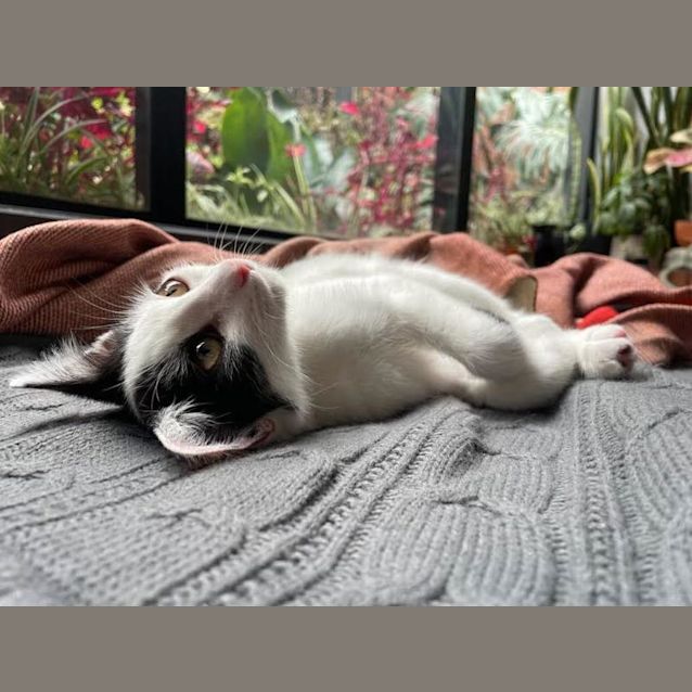 Photo of Nibbles