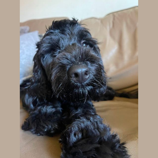 Photo of Betsy   1 Year Old Cavoodle (Trial)