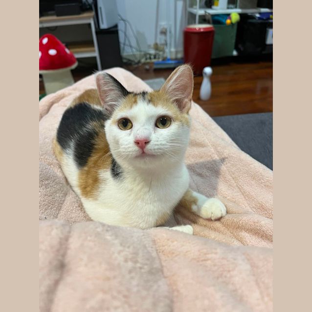 Photo of Moose The Worlds Best Cat!! 🏅