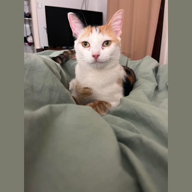 Photo of Moose The Worlds Best Cat!! 🏅