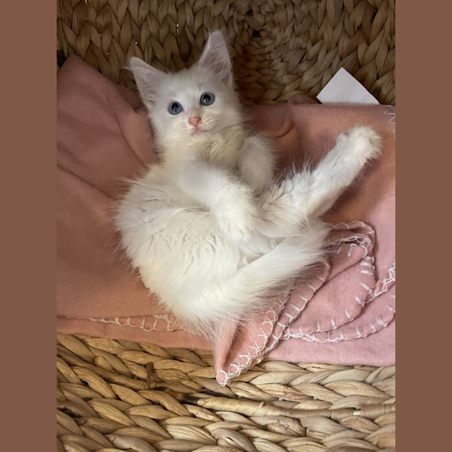 Photo of Paris & Toulouse 