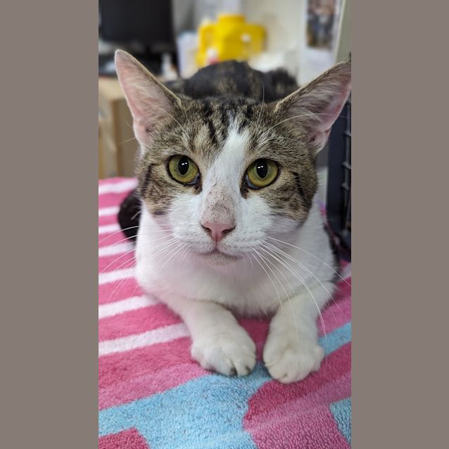 Photo of Oscar