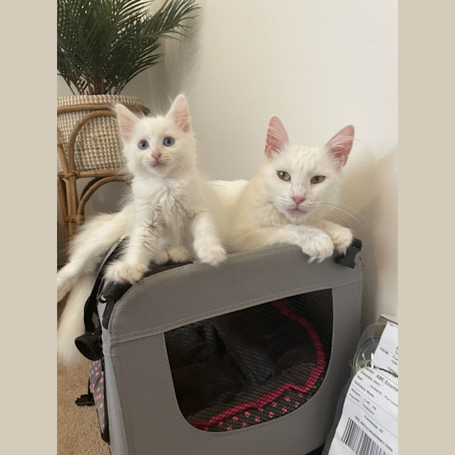 Photo of Paris & Toulouse 