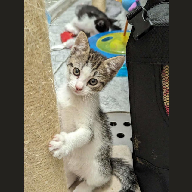 Photo of Merv, Monty & Mitch