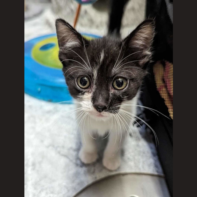 Photo of Merv, Monty & Mitch