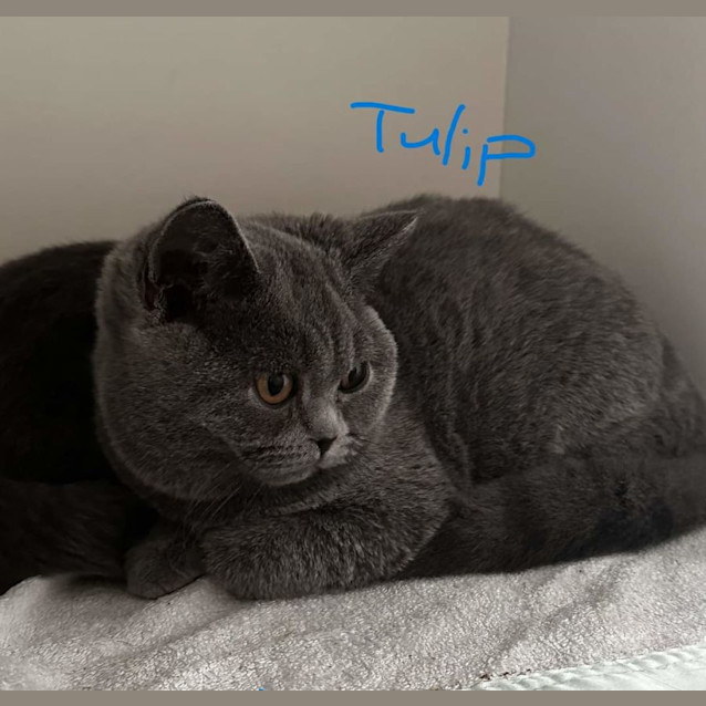 Photo of Tulip **2nd Chance Cat Rescue **