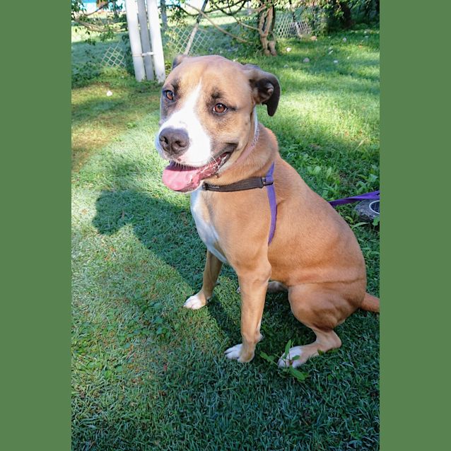 Photo of Honey
