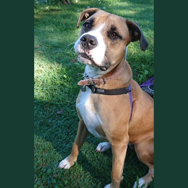 Photo of Honey