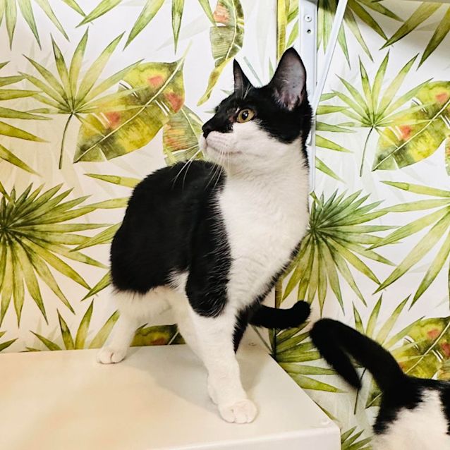 Photo of Lorenzo   Located In Eltham