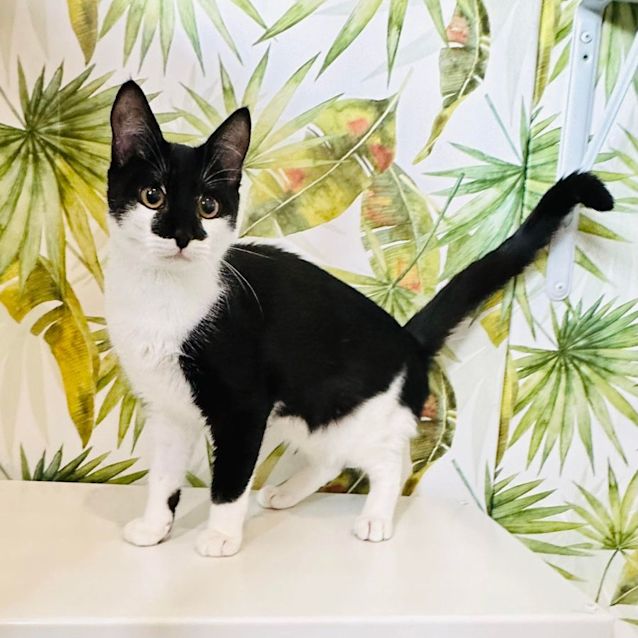 Photo of Lorenzo   Located In Eltham