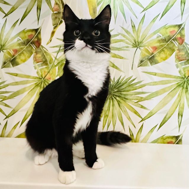 Photo of Antonio   Located In Eltham