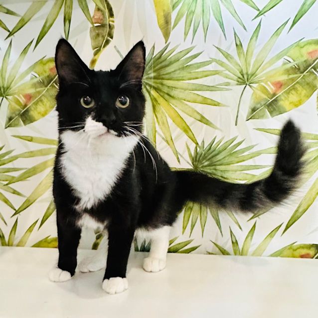 Photo of Antonio   Located In Eltham