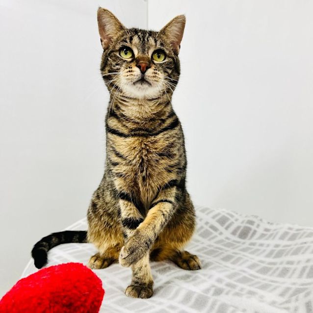 Photo of Maisie   Meet Me At Nelly's Ark In Fairfield