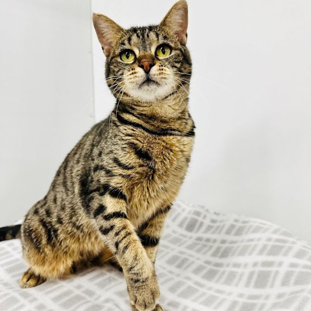 Photo of Maisie   Meet Me At Nelly's Ark In Fairfield