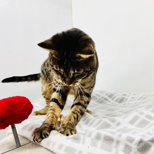 Photo of Maisie   Meet Me At Nelly's Ark In Fairfield