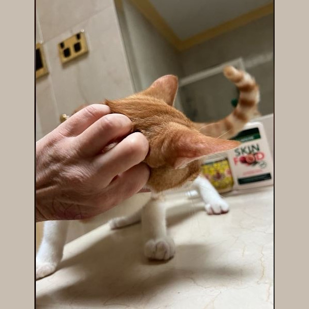 Photo of Bashful