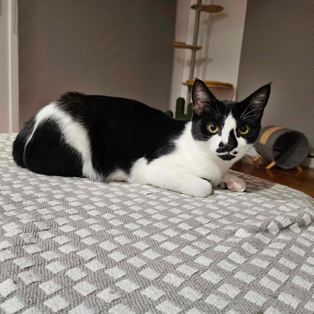 Photo of Penguin   Located In Melton South