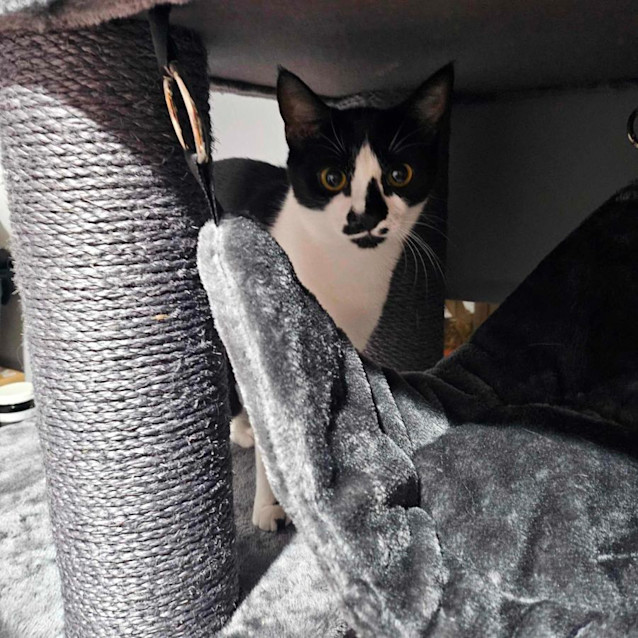 Photo of Penguin   Located In Melton South