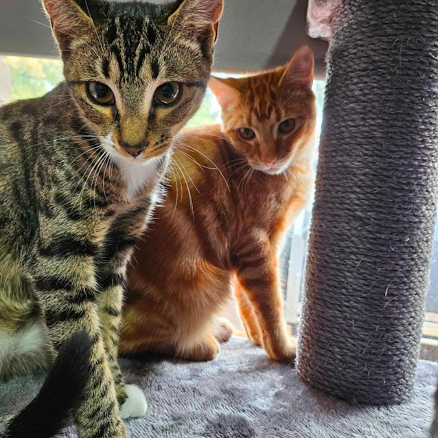 Photo of Pixel   Located In Melton South