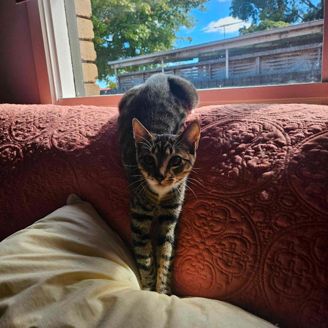 Photo of Pixel   Located In Melton South