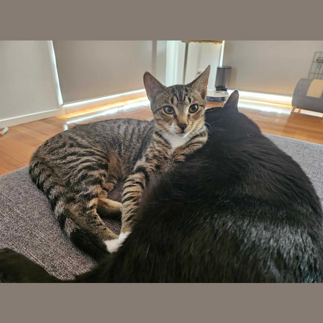 Photo of Pixel   Located In Melton South