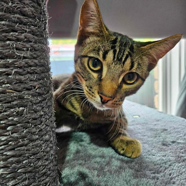 Photo of Pilot   Located In Melton South